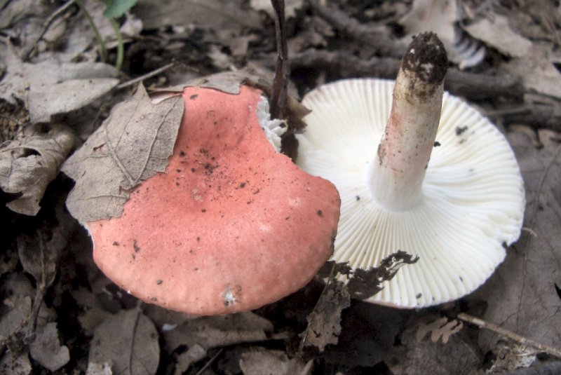 Russula da determinare 1